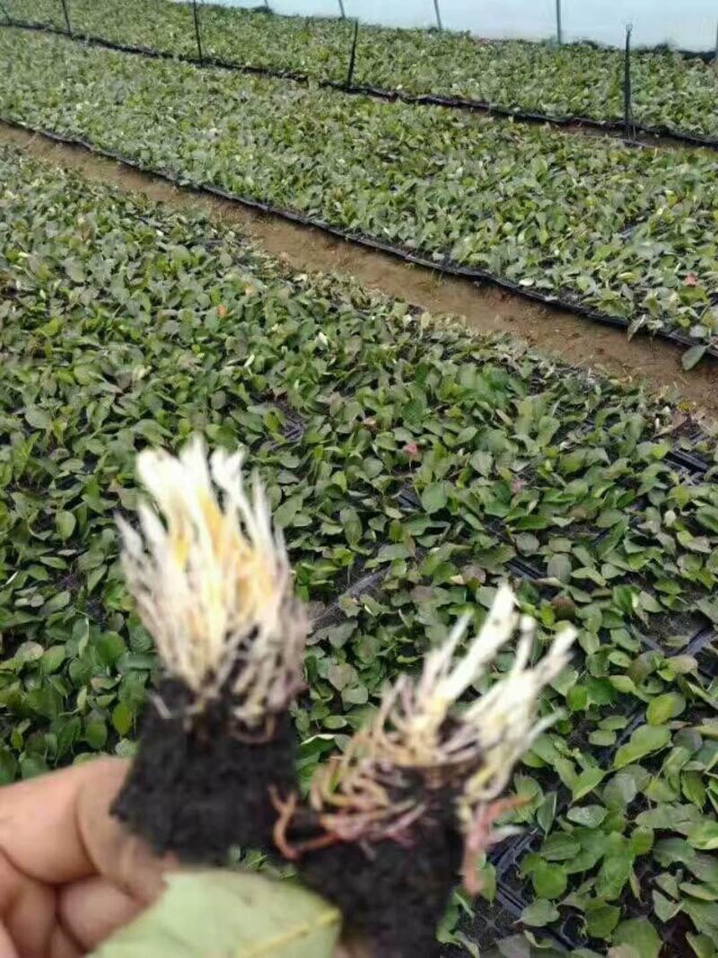 黑果花楸树苗床苗一年二年三年四年品种优良结果率高