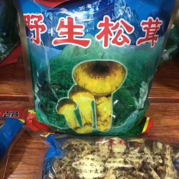 西藏天然松茸大量上市基地直发质量保证一手货源欢迎订购