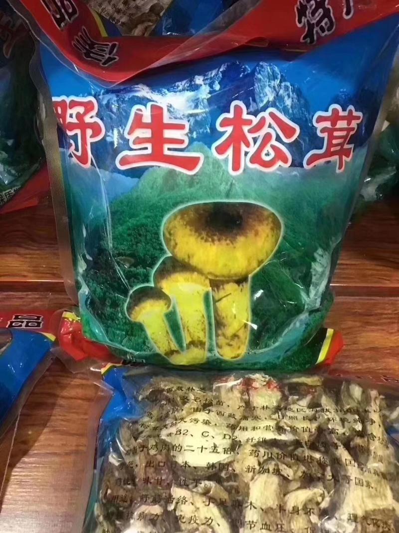 西藏天然松茸大量上市基地直发质量保证一手货源欢迎订购
