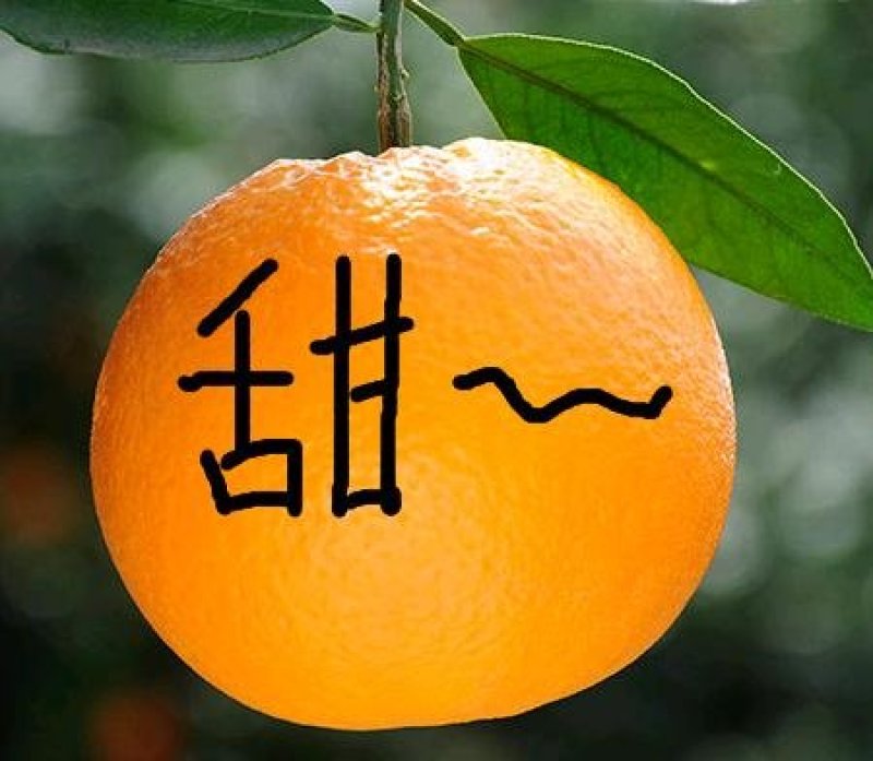 秭归脐橙