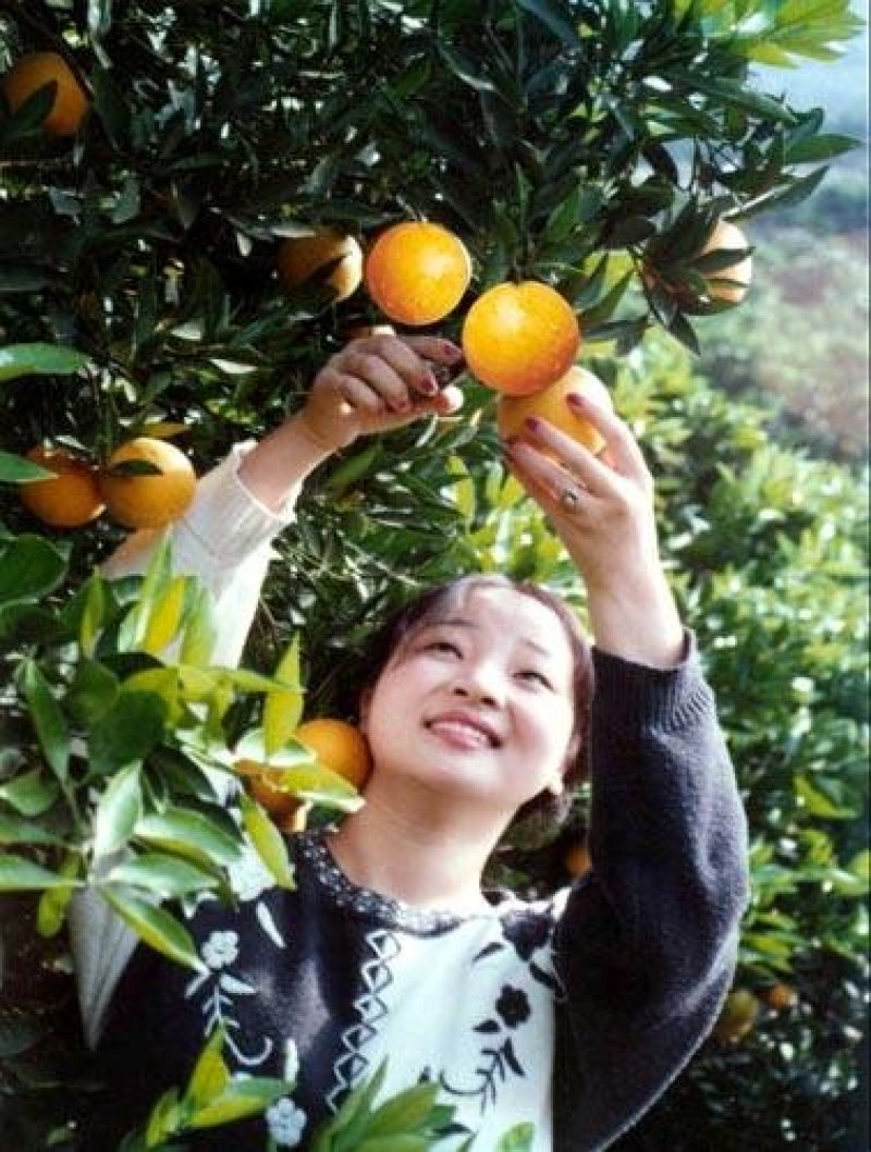秭归脐橙