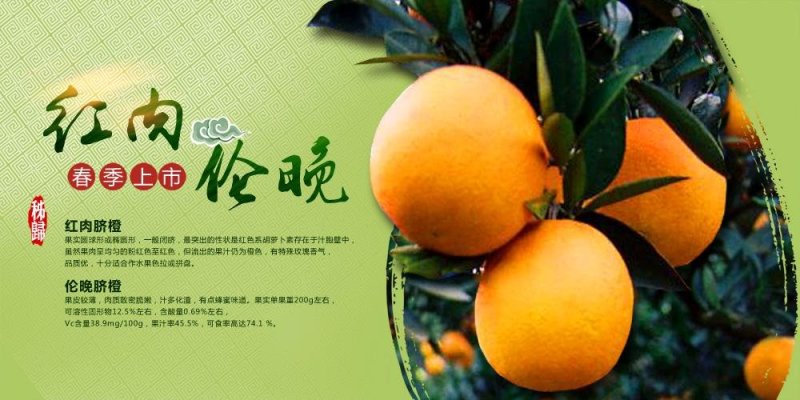 秭归脐橙