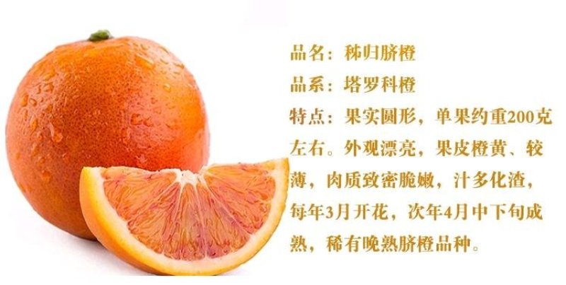 秭归脐橙