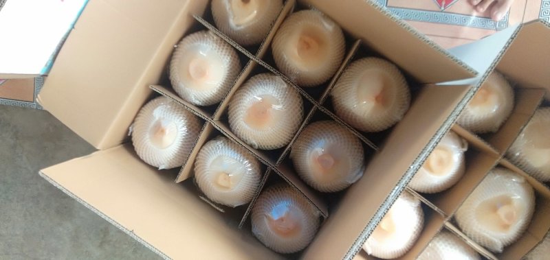 海南椰青