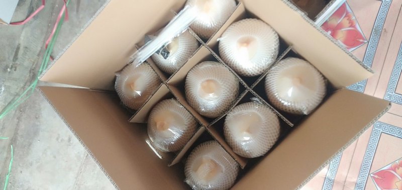海南椰青