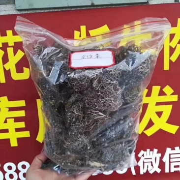 西藏龙须菜产地直供质量保证货源充足量大优惠欢迎下单