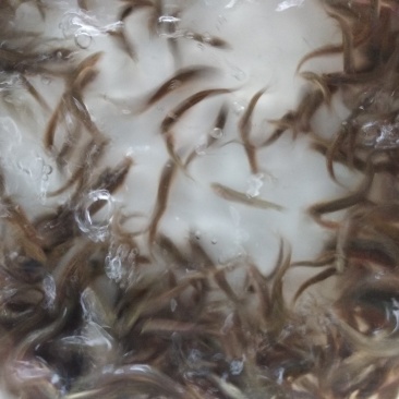 泥鳅苗.杂交泥鳅苗.台湾泥鳅苗