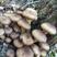 【包邮】东北野生榛蘑，榛蘑丁，小鸡炖蘑菇，野生菌！产地批