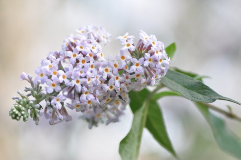 密蒙花新货密萌花野生密萌花干货太阳凉嗮干货
