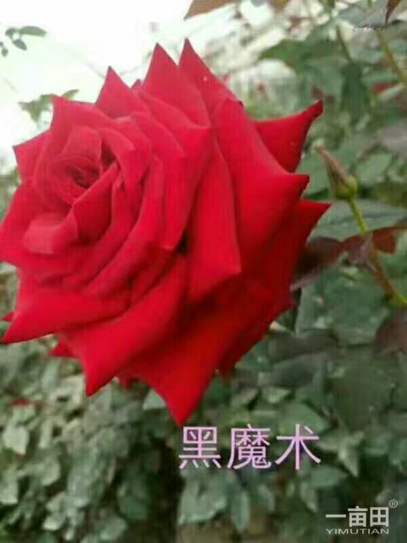 大花月季品种多需要呢联系。