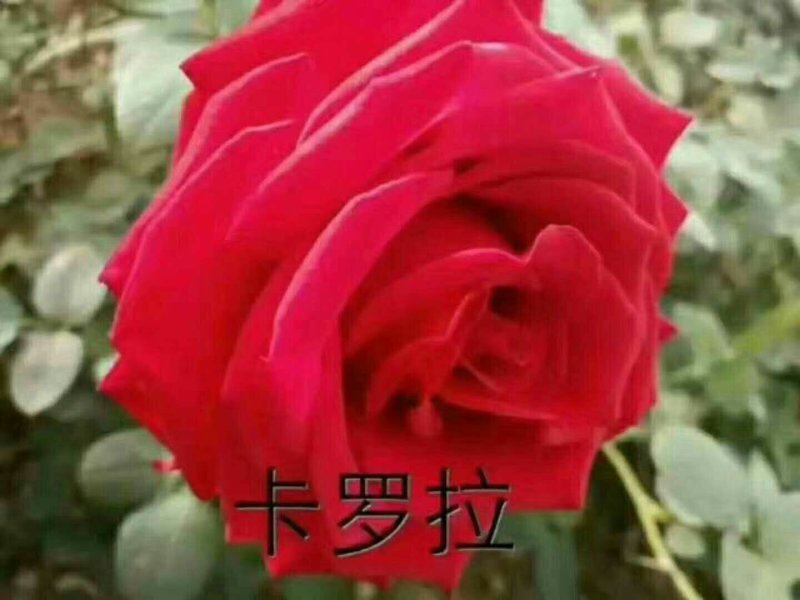 大花月季品种多需要呢联系。
