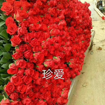 大花月季品种多需要呢联系。
