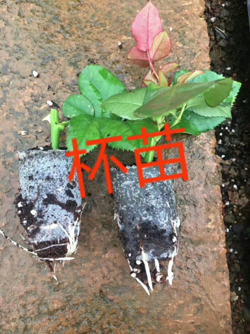 大花月季品种多需要呢联系。