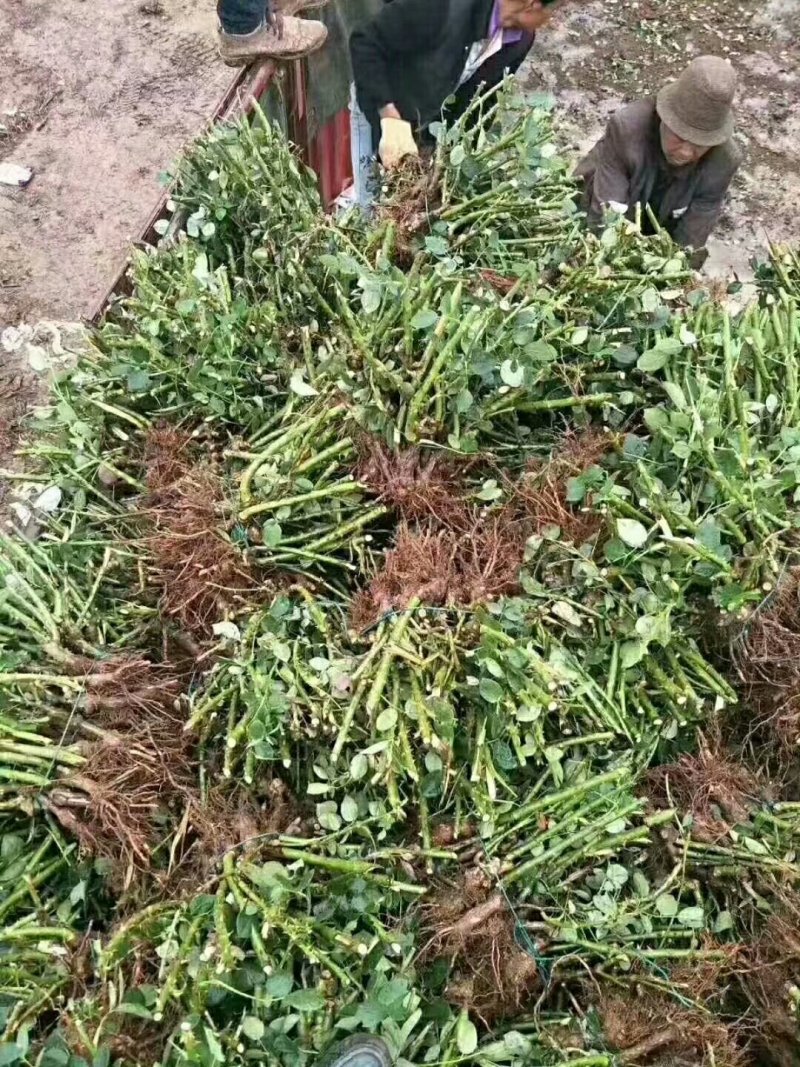 大花月季品种多需要呢联系。