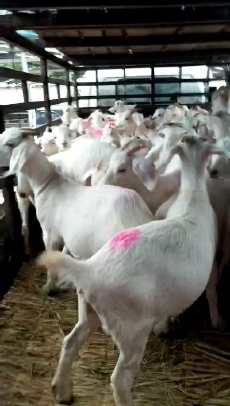 【牛商热卖】山东肉羊美国白山羊自家养殖视频看货