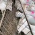【牛商热卖】山东肉羊美国白山羊自家养殖视频看货