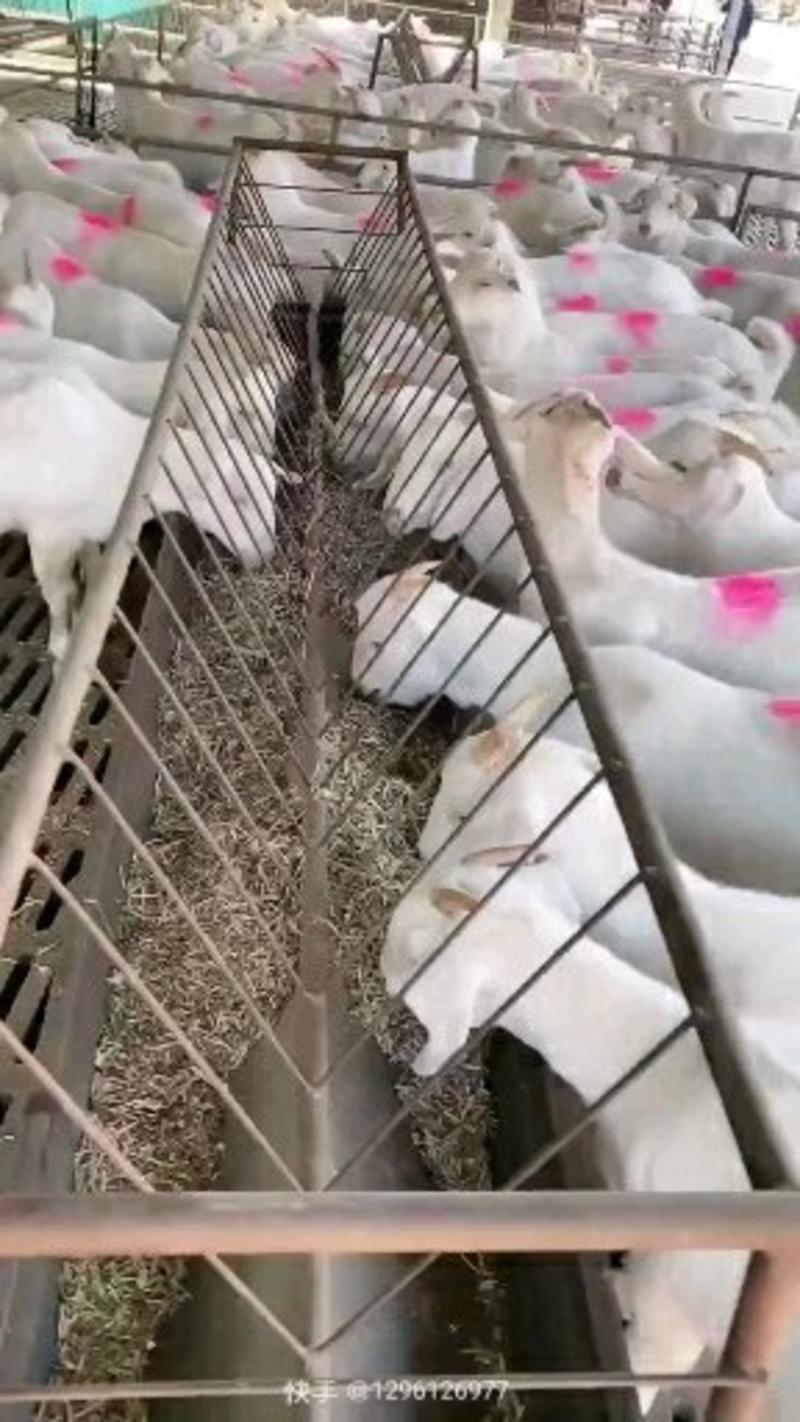 【牛商热卖】山东肉羊美国白山羊自家养殖视频看货