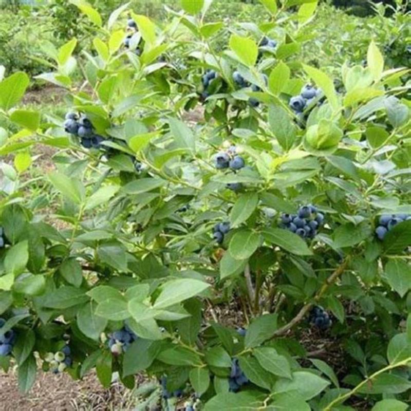 蓝莓抗寒新品种基地直发保证正品保成活率现挖现发