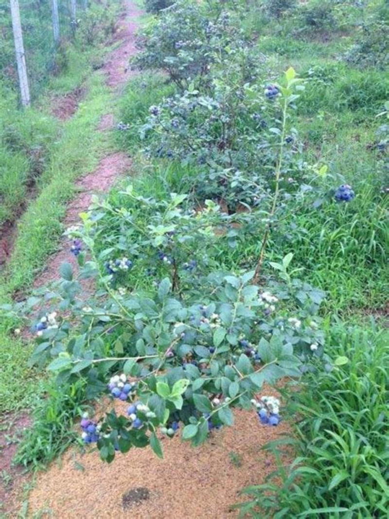 蓝莓抗寒新品种基地直发保证正品保成活率现挖现发