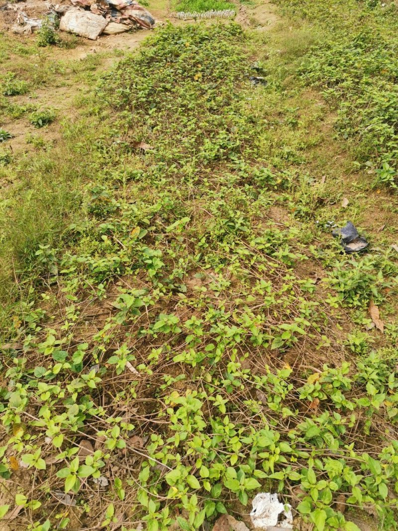 夜香花，夜香花苗，千里香苗