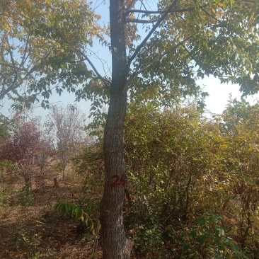 绿化苗木五角枫精品好货基地直供支持全国物流