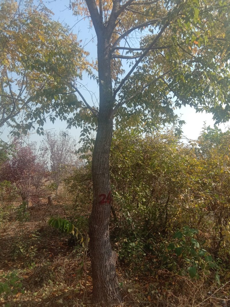 绿化苗木五角枫精品好货基地直供支持全国物流