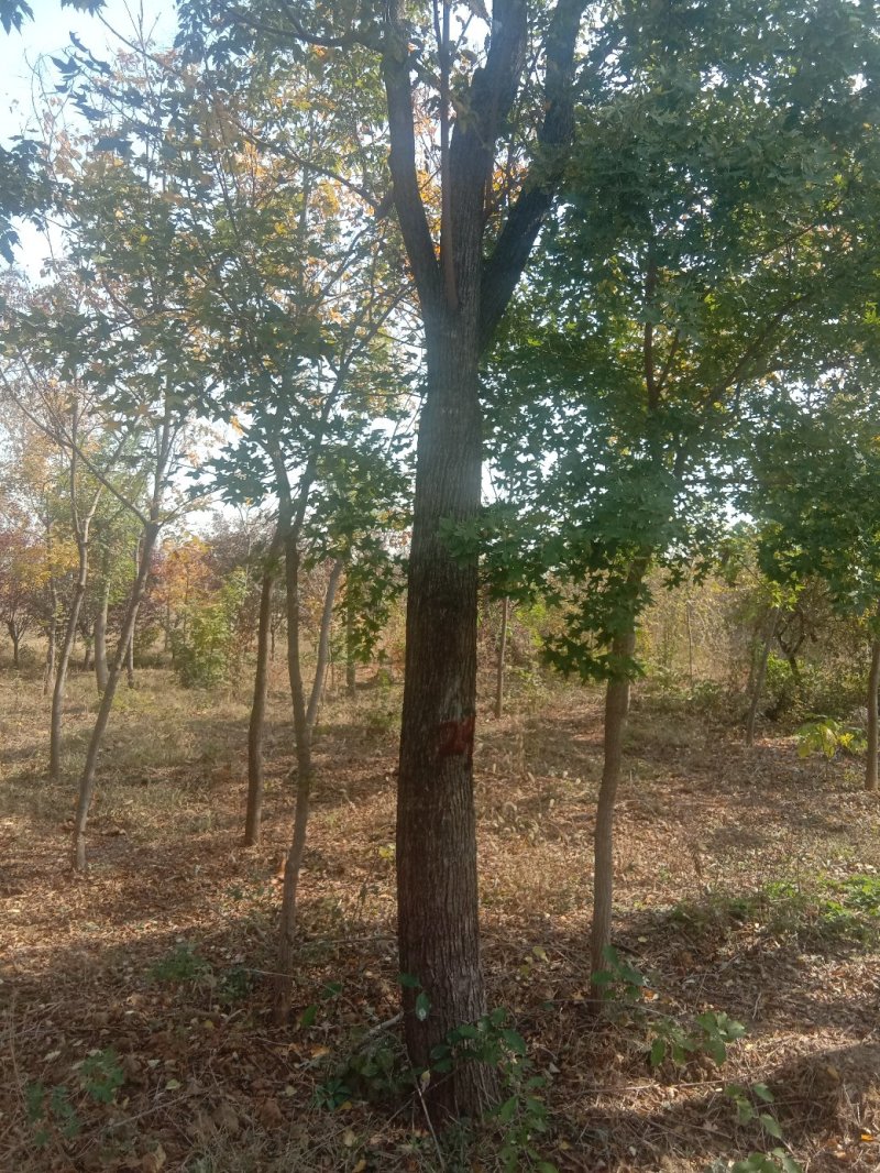 绿化苗木五角枫精品好货基地直供支持全国物流