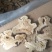 无硫白术，一手货源，各种规格，量大从优