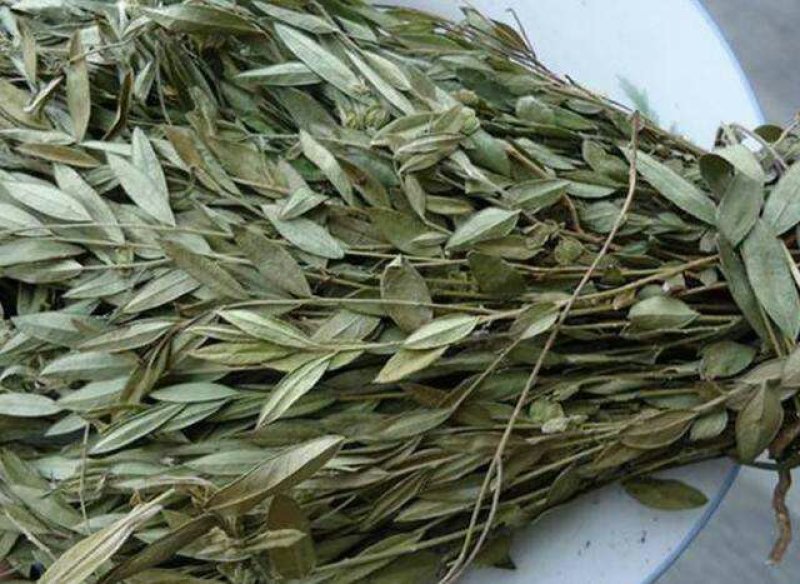瓜子金，常年供应冷背中药材，瓜子金，金钥匙