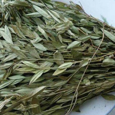 瓜子金，常年供应冷背中药材，瓜子金，金钥匙