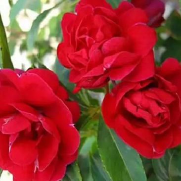 凤仙花种子仙花风仙花植物。