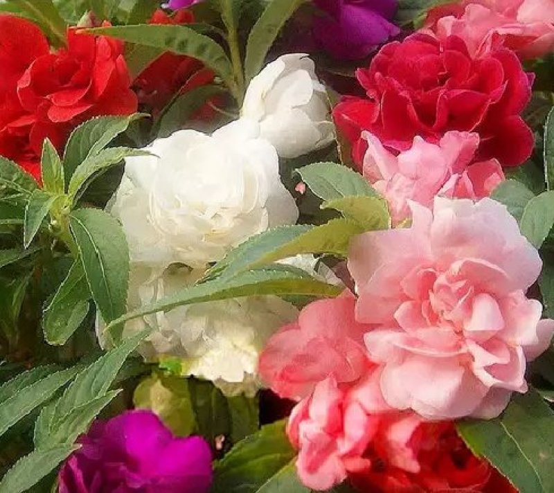 凤仙花种子仙花风仙花植物。