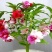 凤仙花种子仙花风仙花植物。