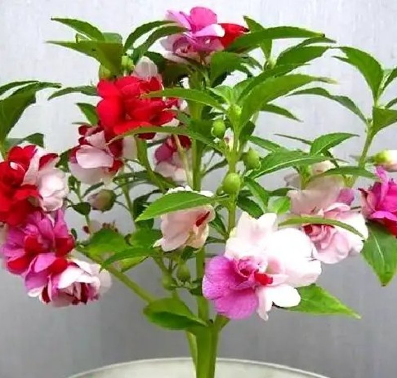 凤仙花种子仙花风仙花植物。
