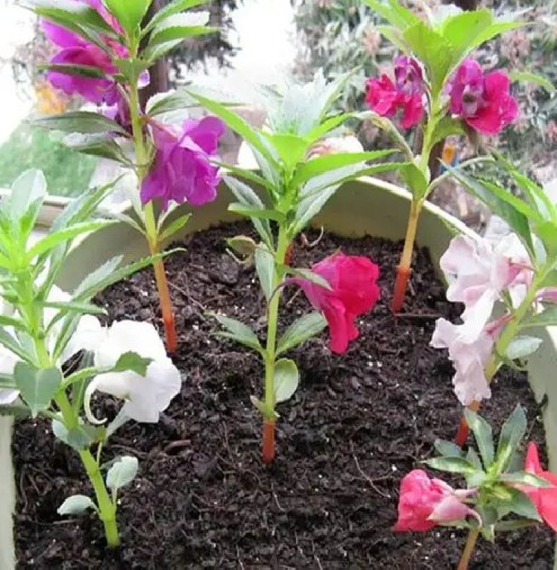 凤仙花种子仙花风仙花植物。
