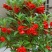 凤仙花种子仙花风仙花植物。