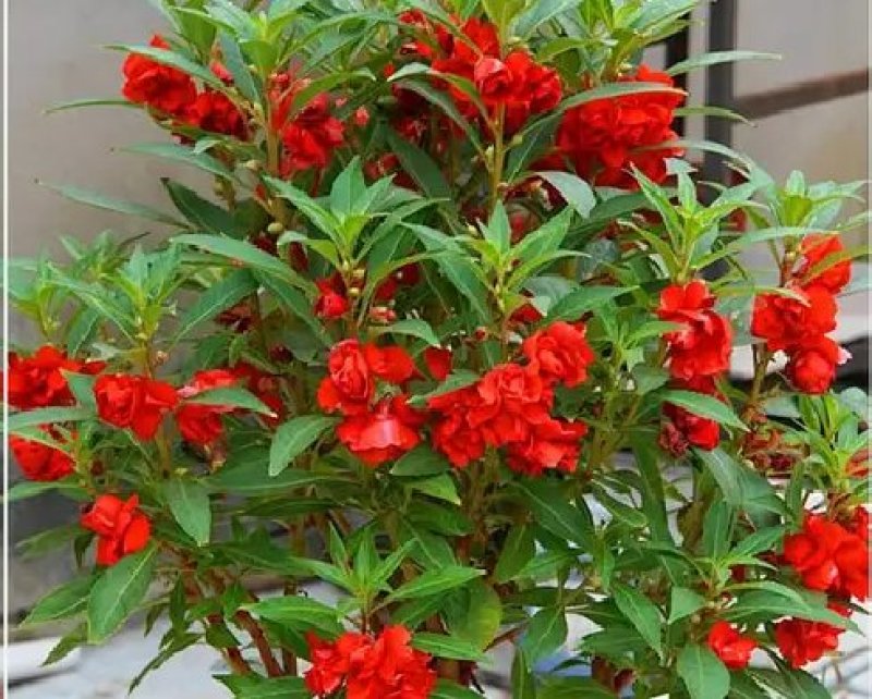 凤仙花种子仙花风仙花植物。
