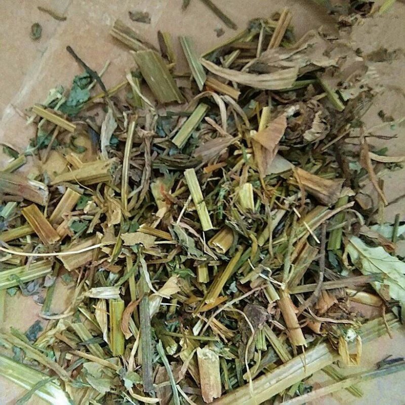 白屈菜，常年供应冷背中药材，白屈菜，中草药