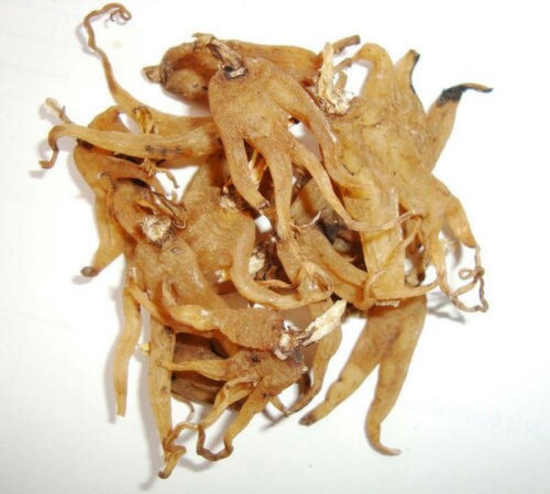 手参，常年供应冷背中药材，手参，手掌参中药材