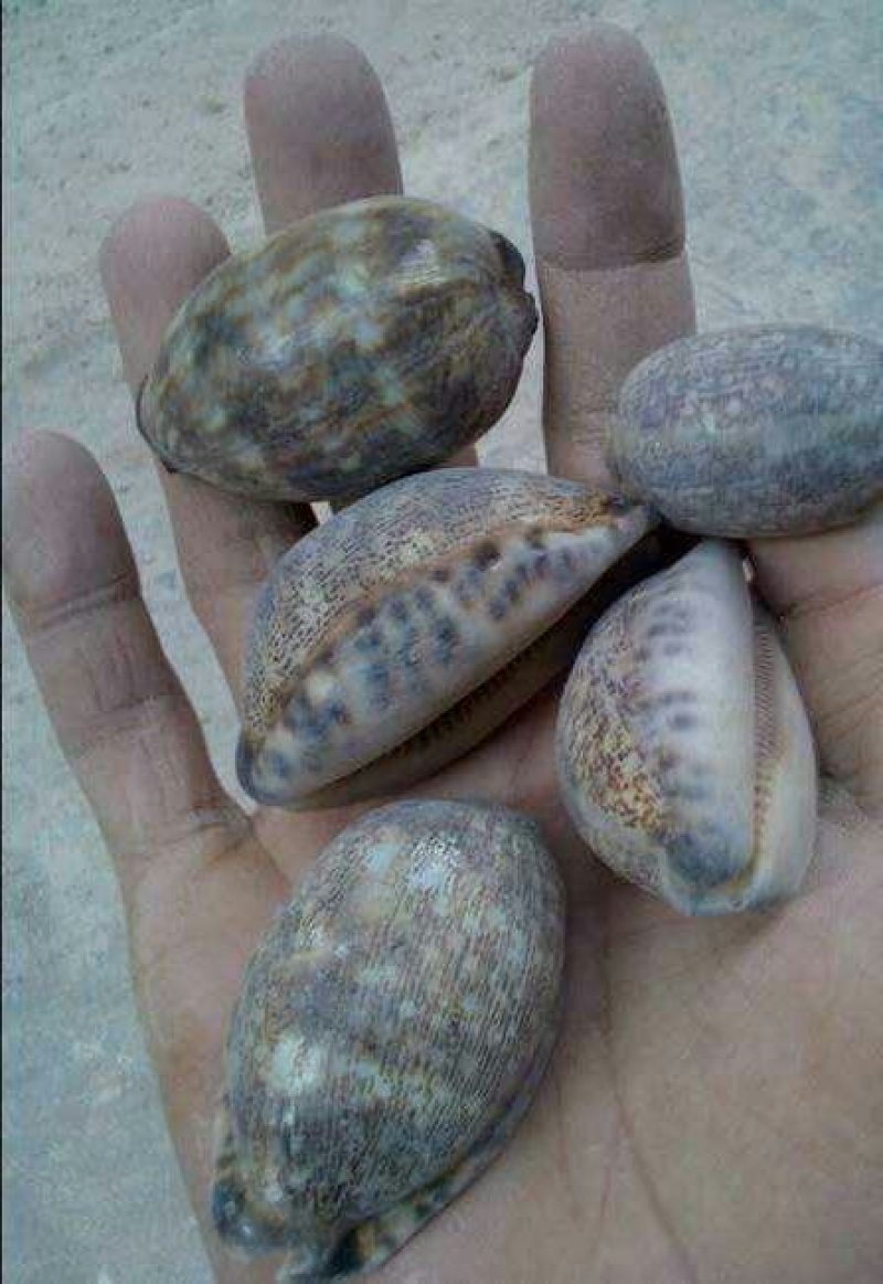 紫贝齿，常年供应冷背中药材紫贝齿