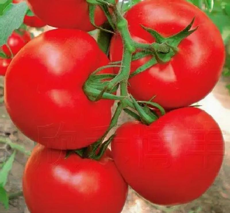 番茄樱桃柿子阳台盆栽庭完