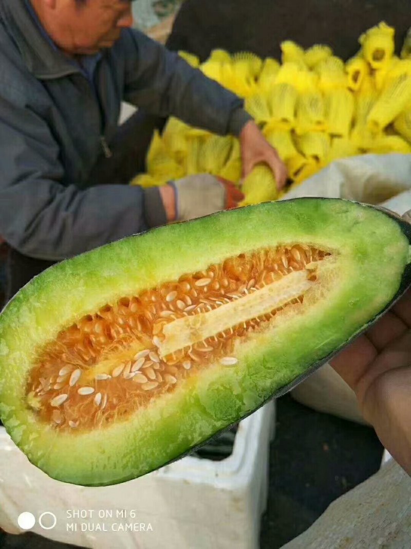 博洋九号，博洋61，甜瓜中的劳斯莱斯，大量供应