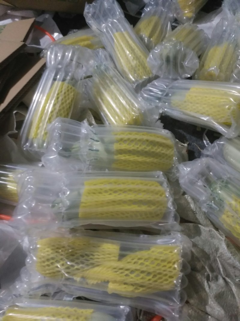 博洋九号，博洋61，甜瓜中的劳斯莱斯，大量供应