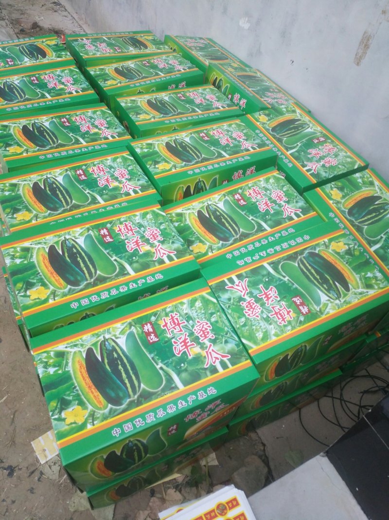 博洋九号，博洋61，甜瓜中的劳斯莱斯，大量供应