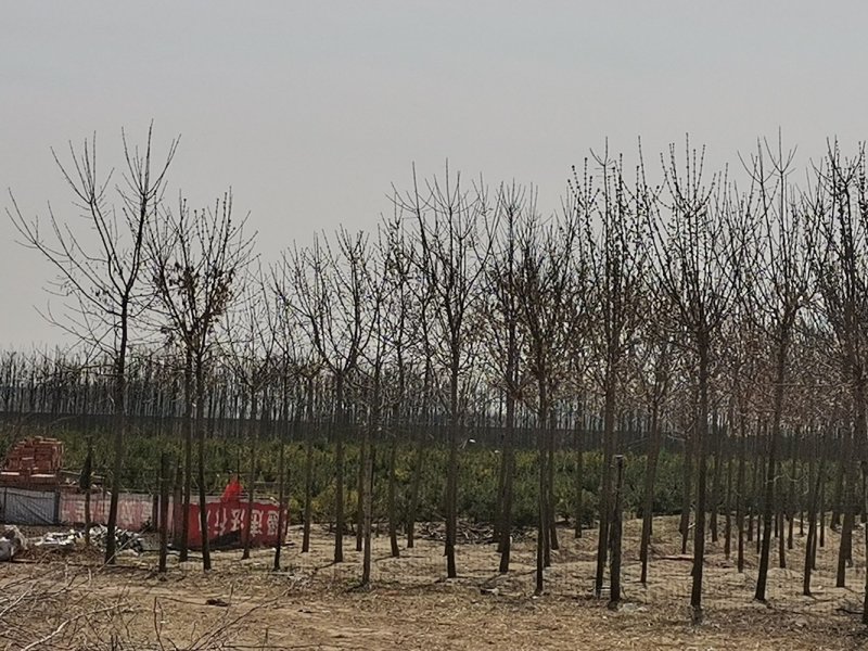 许昌林间空地出租养鸭鸡鹅养等，每亩79元，围墙完好有水池