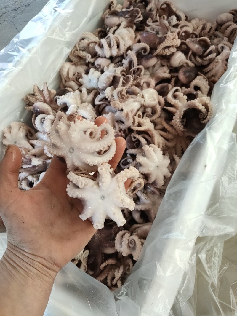 半熟短腿八爪鱼，长腿八爪鱼