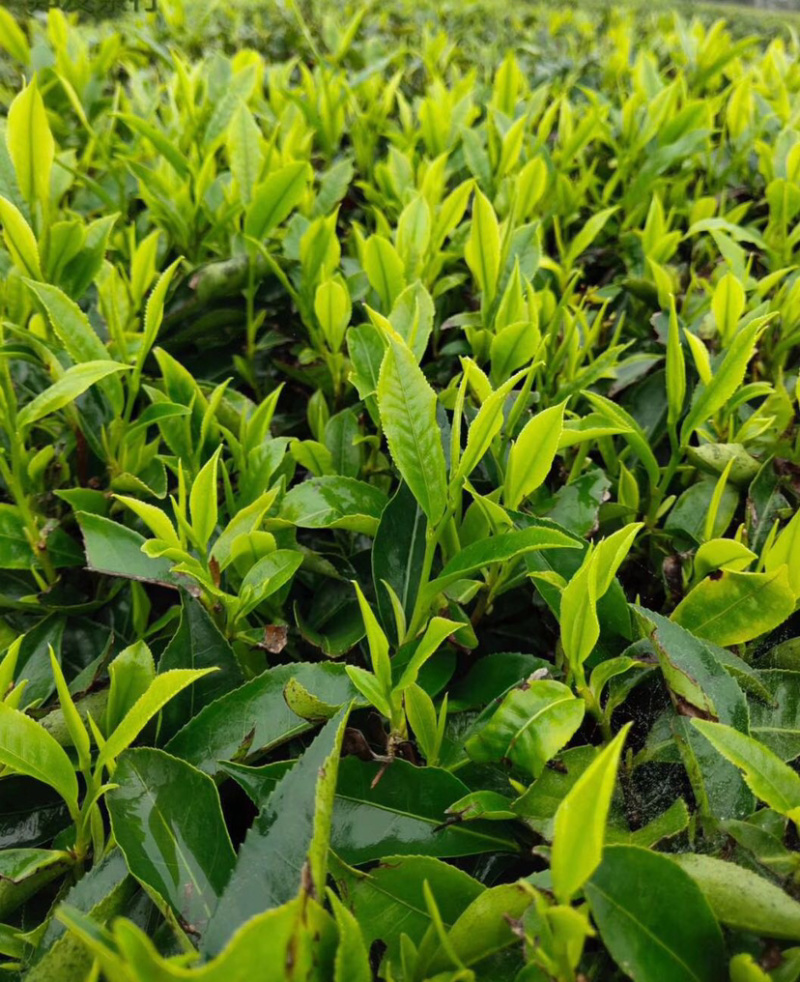 英德红茶