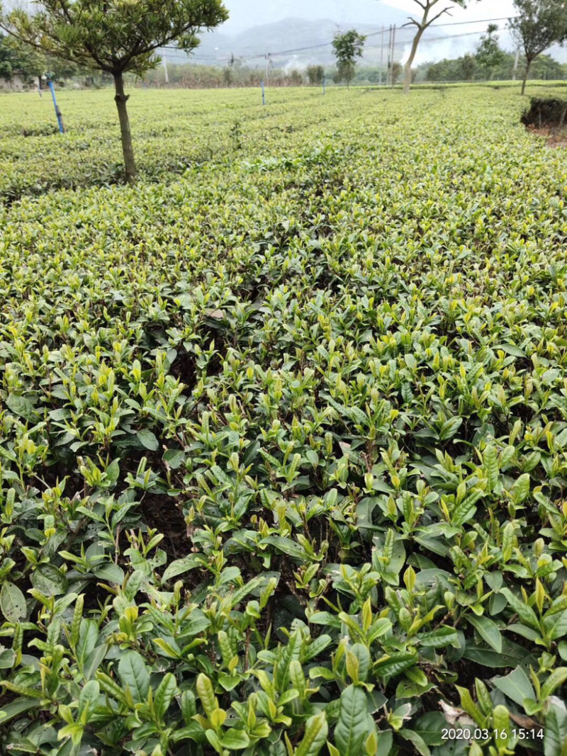 英德红茶