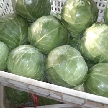 精品甘蓝自产自销大量上市地头货源