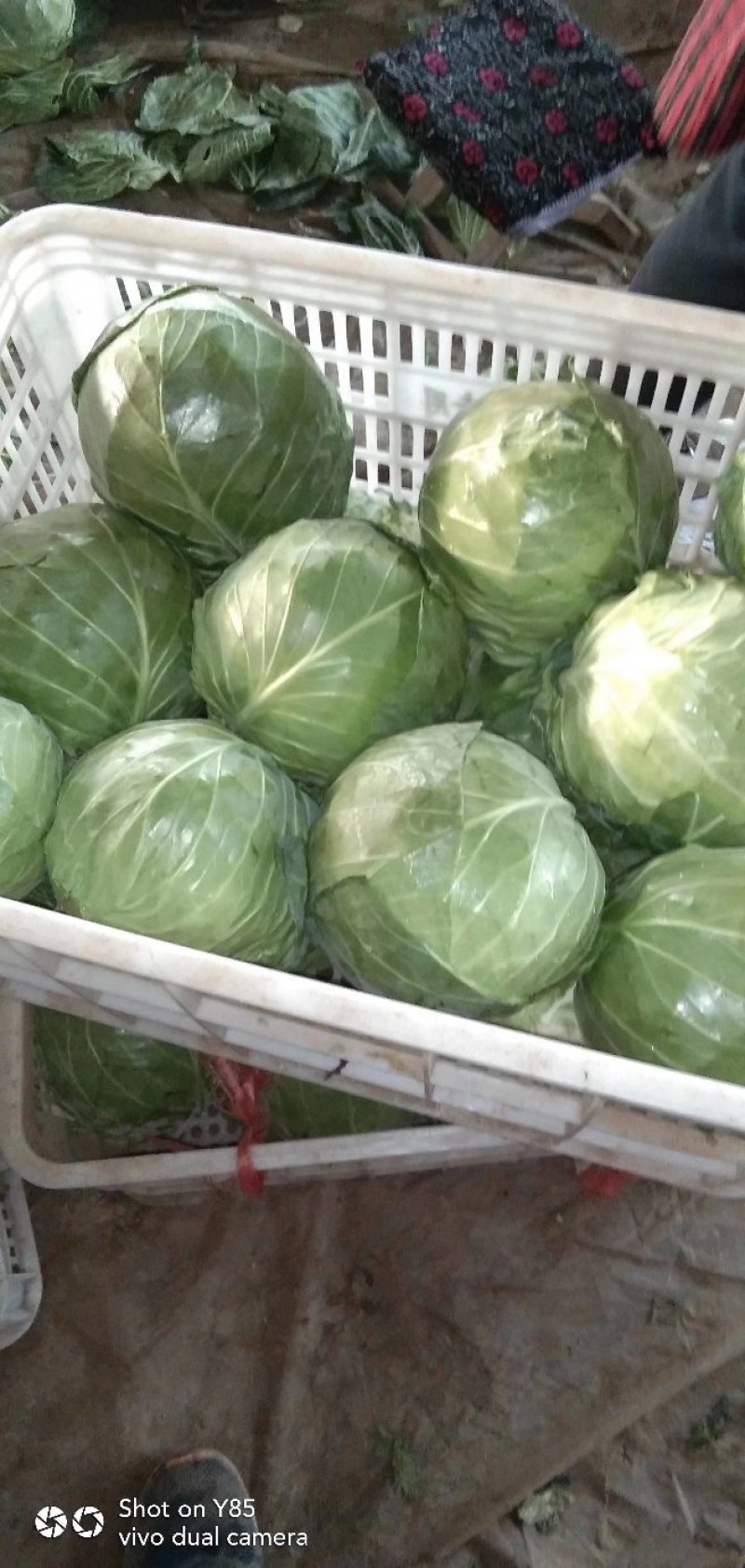 精品甘蓝自产自销大量上市地头货源